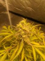 Expert Seeds Mimosa Lemon Auto - foto de Spoony