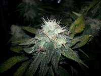 Expert Seeds White Widow x Critical - foto de Slowroll