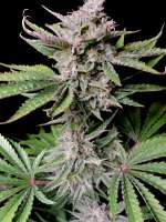 Fast Buds Company Cherry Cola Auto - foto de turbourbo