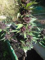 Fast Buds Company Crystal Meth - foto de Polype