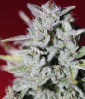 Fast Buds Company Girl Scout Cookies - foto de lee1969