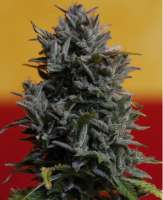 Fast Buds Company Girl Scout Cookies - foto de lee1969