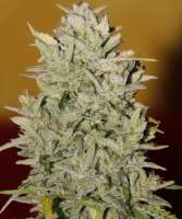 Fast Buds Company Pineapple Express - foto de lee1969