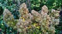 Fast Buds Company Six Shooter - foto de sixshooter