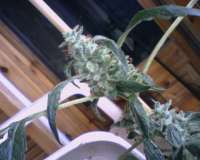 Female Seeds Auto Kush - foto de SALONICA