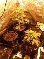 Imagen de FreedomGarden (Auto Speed Bud)