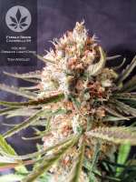 Female Seeds C99 - foto de pineappleltd