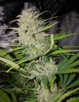 Female Seeds C99 - foto de Dieselryder82