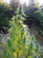 Imagen de Ponte [Easy Sativa]