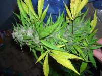 Imagen de Roadkill420 (Easy Sativa)