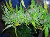 Female Seeds Easy Sativa - foto de Roadkill420