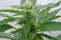 Female Seeds Iced Widow - foto de miguelo