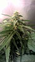 Imagen de BuDDust (Lemon Kush)