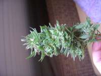 Female Seeds Maroc - foto de Roadkill420