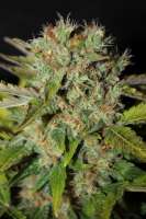 Female Seeds Pure AK - foto de majicx