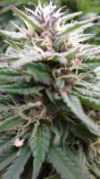 Female Seeds Purple Maroc - foto de dzhangar09