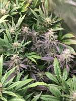 Female Seeds Purple Maroc - foto de weeed