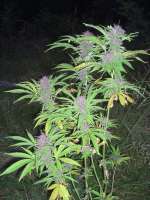 Imagen de Roadkill420 (Purple Power)