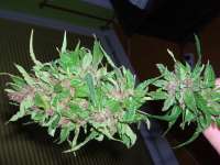 Female Seeds Purple Power - foto de Roadkill420