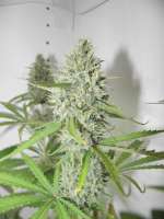 Female Seeds SexBud - foto de VorTwenty