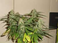 Female Seeds White Grapefruit - foto de FreedomGarden