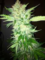 Imagen de RazzleDazzle (White Widow)