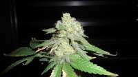 Female Seeds White Widow - foto de FreedomGarden