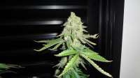 Female Seeds White Widow - foto de FreedomGarden