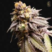 First Principles Genetics Bantha Milkshake - foto de FirstPG