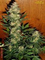 Flash Seeds Jet 47 - foto de Power