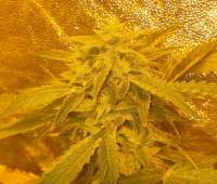 FlowerPower Seedbank Haze Hell OG - foto de FlowerPowerSeedBank