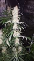 Imagen de LoLzRoYze (White Widow)