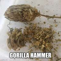 Freak Genetics Gorilla Hammer - foto de PlumberSoCal