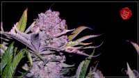 French Touch Seeds Frencheese - foto de Scrog