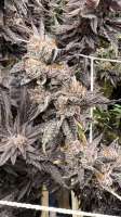 Fresh Coast Seed Company Truffle Breath - foto de Modoak