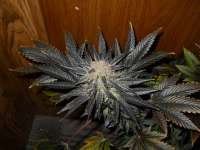 G13 Labs Blue Venom - foto de JASALAN