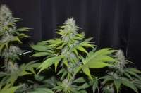 G13 Labs Blueberry Gum - foto de 420vizions