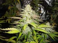 Imagen de Gimboid25 (Blueberry Gum Nr2)