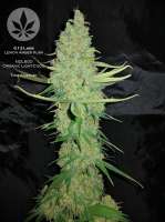 G13 Labs Lemon Amber Kush - foto de pineappleltd