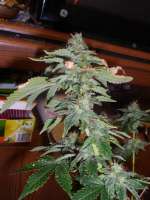 Imagen de RNS124875 (White Widow)