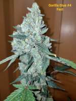 GB Strains Gorilla 4 Fast - foto de JudasChrist