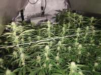 GG Genetics Original Glue - foto de Lucky3Smoke