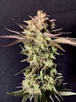 GK Genetics Black Abyss - foto de phylexmarks