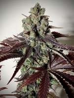 GK Genetics Citrol Sledgehammer - foto de phylexmarks