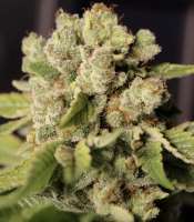 GK Genetics Ground Pounder - foto de phylexmarks