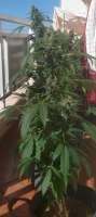 Gage Green Genetics Foo Fighter - foto de randomgrower