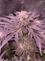 Gage Green Genetics Syncretism No 1 - foto de CptSheba