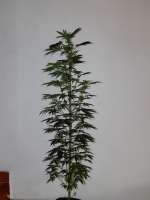 Gea Seeds Auto M8 - foto de AKAMIHEL