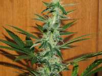 Gea Seeds Black Kush 98 - foto de AKAMIHEL