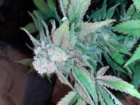 Gea Seeds Bubble Fruit - foto de Mountainheroes